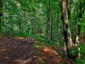 Zielony szlak wzdłuż granicy rezerwatu „Bukowica”, fot. Agnieszka Cygan