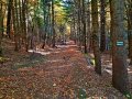 Szlak zielony w rezerwacie Styr, fot. Agnieszka Cygan