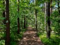 Śródleśny dukt na ścieżce przyrodniczej „Dąb Dominik”, fot. Agnieszka Cygan