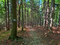 Niebieski szlak z Cietnia na przełęcz pod Księżą Górą, fot. Agnieszka Cygan