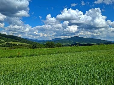 W drodze na Zembolową, panorama z żółtego szlaku w Krzeczowie, fot. Agnieszka Cygan